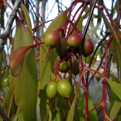 Amyema miquelii (Box Mistletoe) at Carwoola, NSW - 16 Aug 2020 by JanetRussell