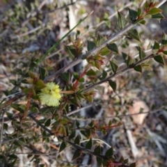 Acacia gunnii (Ploughshare Wattle) at Carwoola, NSW - 16 Aug 2020 by JanetRussell