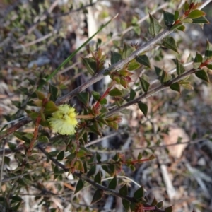 Acacia gunnii at Carwoola, NSW - 16 Aug 2020