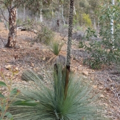 Xanthorrhoea glauca subsp. angustifolia (Grey Grass-tree) at Kambah, ACT - 16 Aug 2020 by Sarah2019