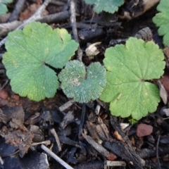 Hydrocotyle laxiflora (Stinking Pennywort) at Carwoola, NSW - 16 Aug 2020 by JanetRussell