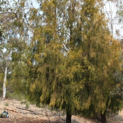 Exocarpos cupressiformis (Cherry Ballart) at Lower Cotter Catchment - 16 Aug 2020 by Sarah2019