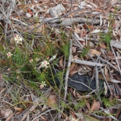Stackhousia monogyna (Creamy Candles) at Cotter River, ACT - 16 Aug 2020 by Sarah2019