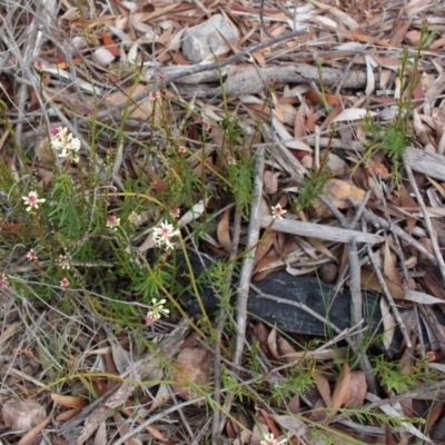 Stackhousia monogyna (Creamy Candles) at Lower Cotter Catchment - 16 Aug 2020 by Sarah2019