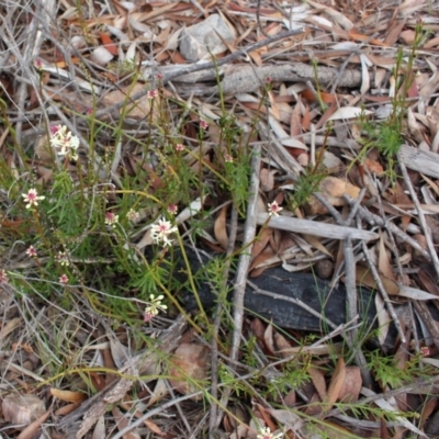 Stackhousia monogyna (Creamy Candles) at Cotter River, ACT - 16 Aug 2020 by Sarah2019