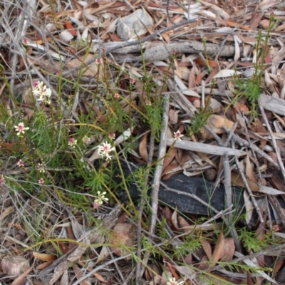 Stackhousia monogyna (Creamy Candles) at Cotter River, ACT - 16 Aug 2020 by Sarah2019