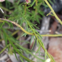 Stackhousia monogyna at Cotter River, ACT - 16 Aug 2020