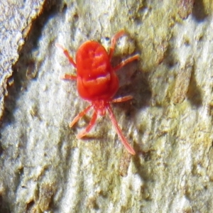 Trombidiidae (family) at Acton, ACT - 14 Aug 2020