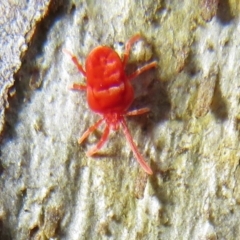 Trombidiidae sp. (family) (Red velvet mite) at Acton, ACT - 14 Aug 2020 by Christine