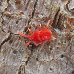 Trombidiidae (family) at Acton, ACT - 14 Aug 2020