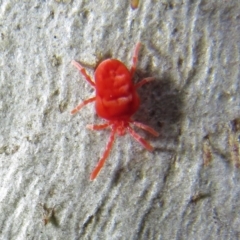 Trombidiidae (family) at Acton, ACT - 14 Aug 2020