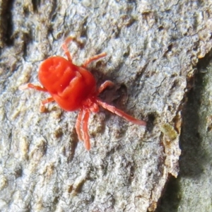 Trombidiidae (family) at Acton, ACT - 14 Aug 2020