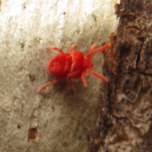 Trombidiidae (family) at Acton, ACT - 14 Aug 2020 12:21 PM