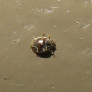 Coccinellidae (family) at Acton, ACT - 14 Aug 2020