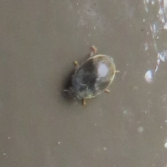 Coccinellidae (family) at Acton, ACT - 14 Aug 2020