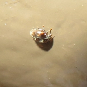 Coccinellidae (family) at Acton, ACT - 14 Aug 2020