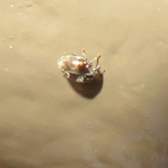 Coccinellidae (family) at Acton, ACT - 14 Aug 2020