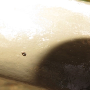 Coccinellidae (family) at Acton, ACT - 14 Aug 2020