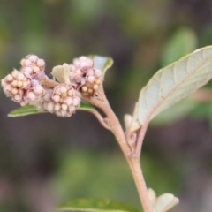 Pomaderris betulina subsp. betulina (Birch Pomaderris) at Lower Cotter Catchment - 16 Aug 2020 by Sarah2019