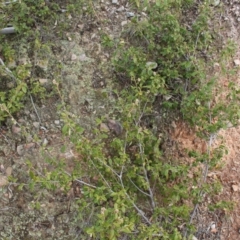 Pomaderris betulina subsp. betulina at Cotter River, ACT - 16 Aug 2020