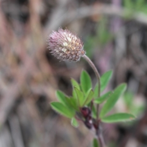 Trifolium arvense var. arvense at Cotter River, ACT - 16 Aug 2020