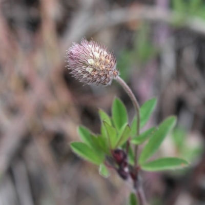 Trifolium arvense var. arvense (Haresfoot Clover) at Cotter River, ACT - 16 Aug 2020 by Sarah2019
