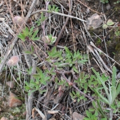 Trifolium arvense var. arvense at Cotter River, ACT - 16 Aug 2020