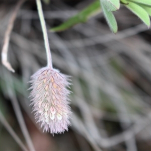 Trifolium arvense var. arvense at Cotter River, ACT - 16 Aug 2020