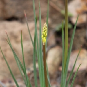 Bulbine glauca at Cotter River, ACT - 16 Aug 2020 03:50 PM