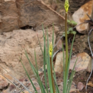 Bulbine glauca at Cotter River, ACT - 16 Aug 2020