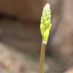 Bulbine glauca at Cotter River, ACT - 16 Aug 2020 03:50 PM