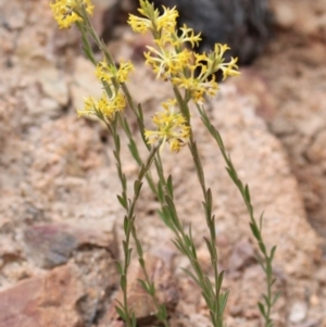 Pimelea curviflora var. sericea at Cotter River, ACT - 16 Aug 2020 03:20 PM