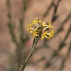 Pimelea curviflora var. sericea at Cotter River, ACT - 16 Aug 2020 03:20 PM