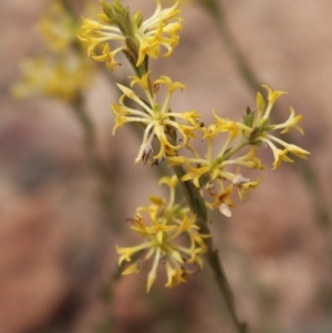 Pimelea curviflora var. sericea at Cotter River, ACT - 16 Aug 2020 03:20 PM