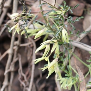 Clematis leptophylla at Cotter River, ACT - 16 Aug 2020