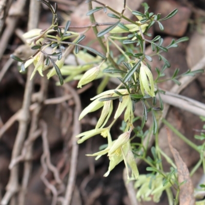 Clematis leptophylla (Small-leaf Clematis, Old Man's Beard) at Cotter River, ACT - 16 Aug 2020 by Sarah2019