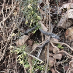 Clematis leptophylla at Cotter River, ACT - 16 Aug 2020