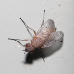 Muscidae (family) (Unidentified muscid fly) at Downer, ACT - 14 Aug 2020 by TimL