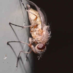 Muscidae (family) at Downer, ACT - 14 Aug 2020 11:51 AM