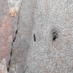 Bethylidae (family) (Bethylid wasp) at Acton, ACT - 14 Aug 2020 by TimL