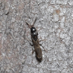 Bethylidae (family) at Acton, ACT - 14 Aug 2020