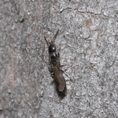 Bethylidae (family) at Acton, ACT - 14 Aug 2020