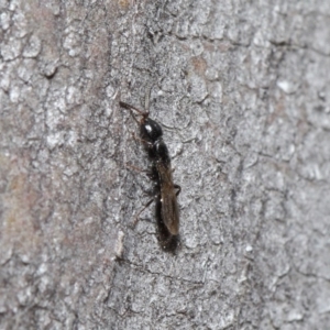Bethylidae (family) at Acton, ACT - 14 Aug 2020