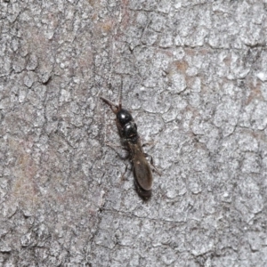 Bethylidae (family) at Acton, ACT - 14 Aug 2020