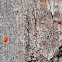 Acari (informal subclass) (Unidentified mite) at Downer, ACT - 14 Aug 2020 by TimL