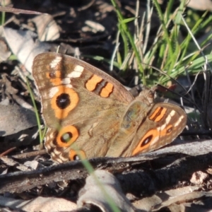 Junonia villida at Conder, ACT - 18 Mar 2020 06:32 PM