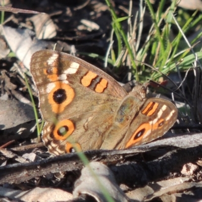 Junonia villida (Meadow Argus) at Conder, ACT - 18 Mar 2020 by michaelb