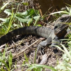 Intellagama lesueurii howittii (Gippsland Water Dragon) at Bega, NSW - 17 Aug 2020 by MatthewHiggins