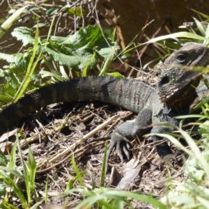 Intellagama lesueurii howittii at Bega, NSW - 17 Aug 2020