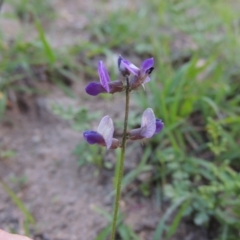 Glycine tabacina (Variable Glycine) at Rob Roy Range - 18 Mar 2020 by michaelb